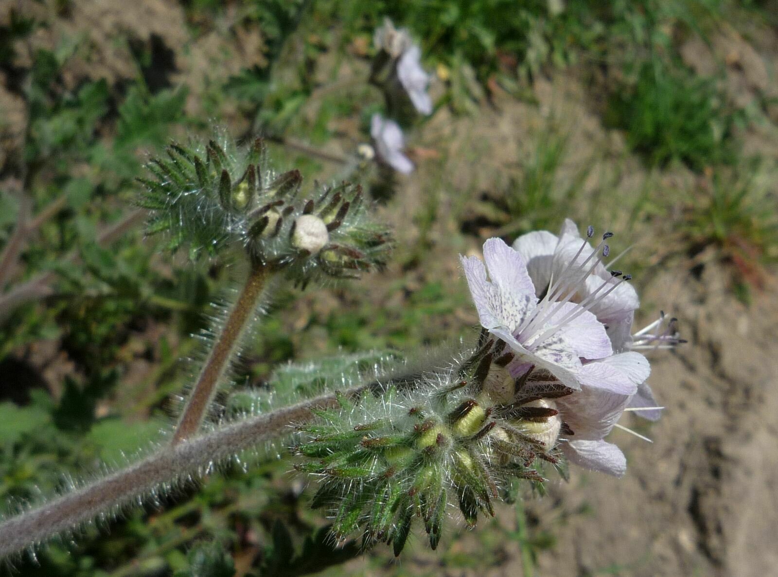 High Resolution Phacelia distans Flower